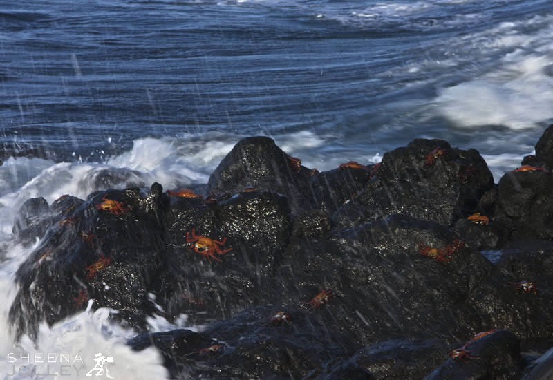 Patrollers of the Tideline.jpg - 